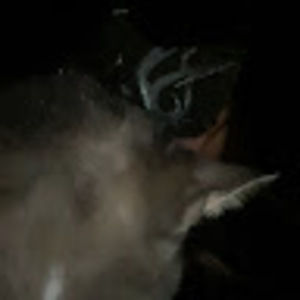 Meet your Posher, Lily